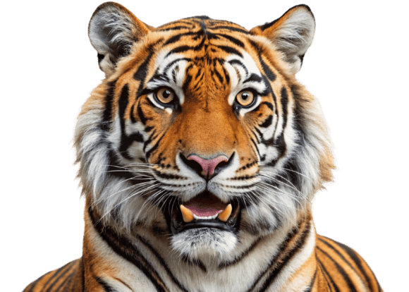 Download Funny Lion Png Sticker Designs for Kids - Png Collection